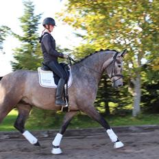 Dansk Varmblod I´mael