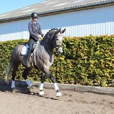 Dansk Varmblod I´mael