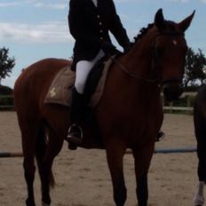 Trakehner Nynette Brodam