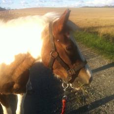 Anden særlig race Dyrekærgårds Indian Bahari