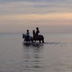 Anden særlig race Dyrekærgårds Indian Bahari