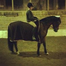 Anden særlig race Santo