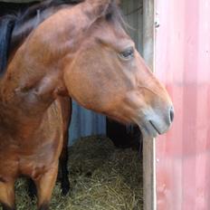 Hollandsk Sportspony lady(vsr)