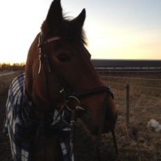 Hollandsk Sportspony lady(vsr)