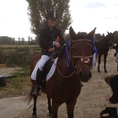 Hollandsk Sportspony lady(vsr)