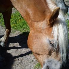 Haflinger Beauty