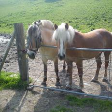 Haflinger Beauty