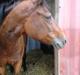 Hollandsk Sportspony lady(vsr)