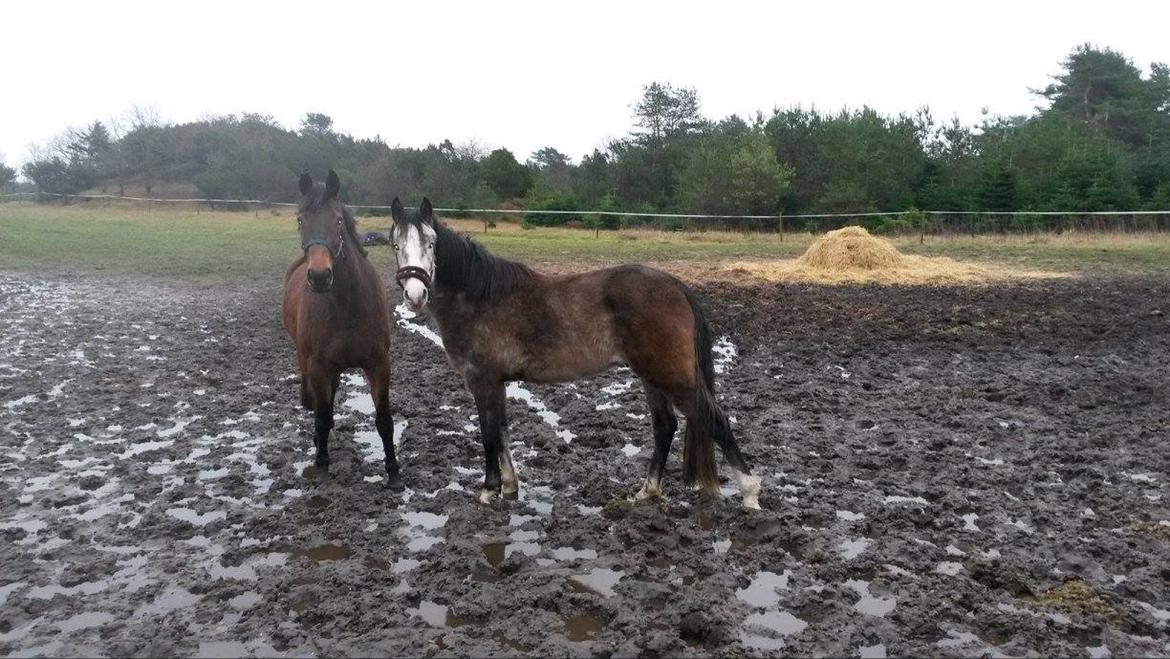 Anden særlig race Pegasus billede 9