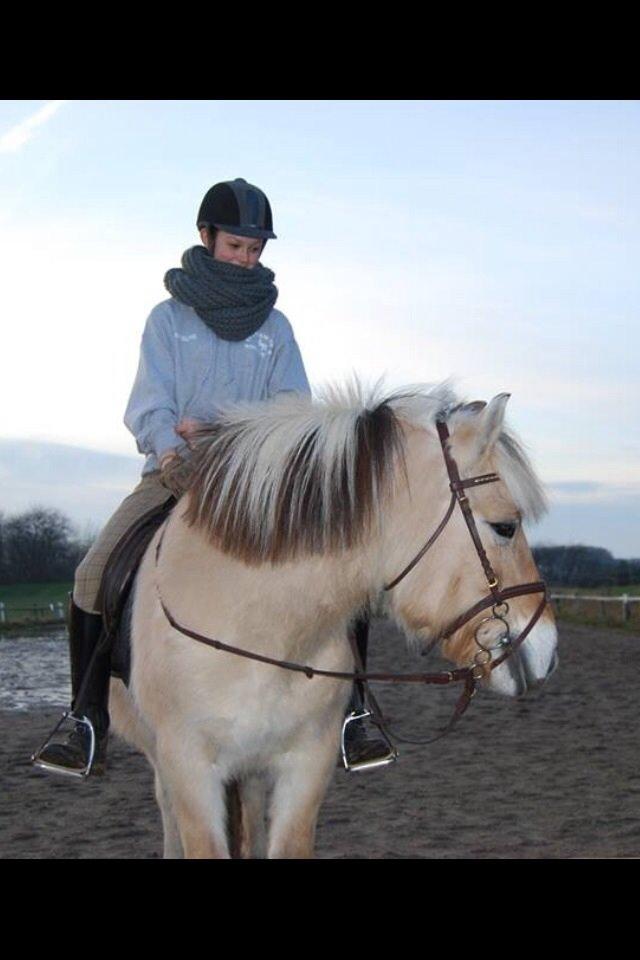 Fjordhest Shadow billede 15