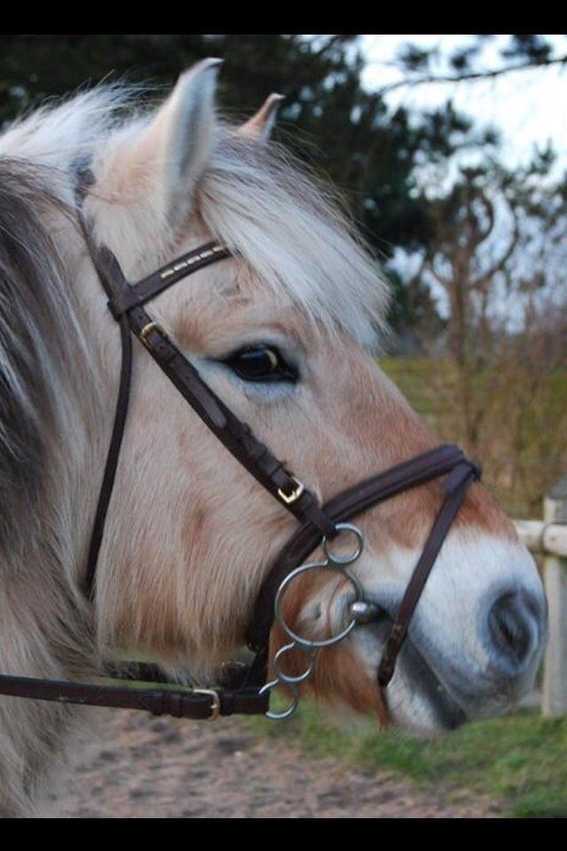 Fjordhest Shadow billede 16