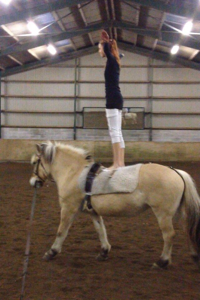 Fjordhest Shadow billede 17