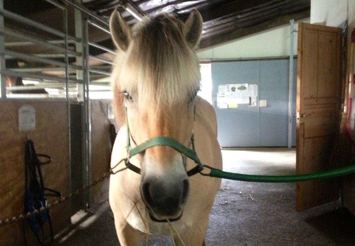 Fjordhest Shadow billede 18