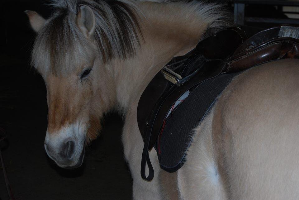 Fjordhest Shadow billede 19