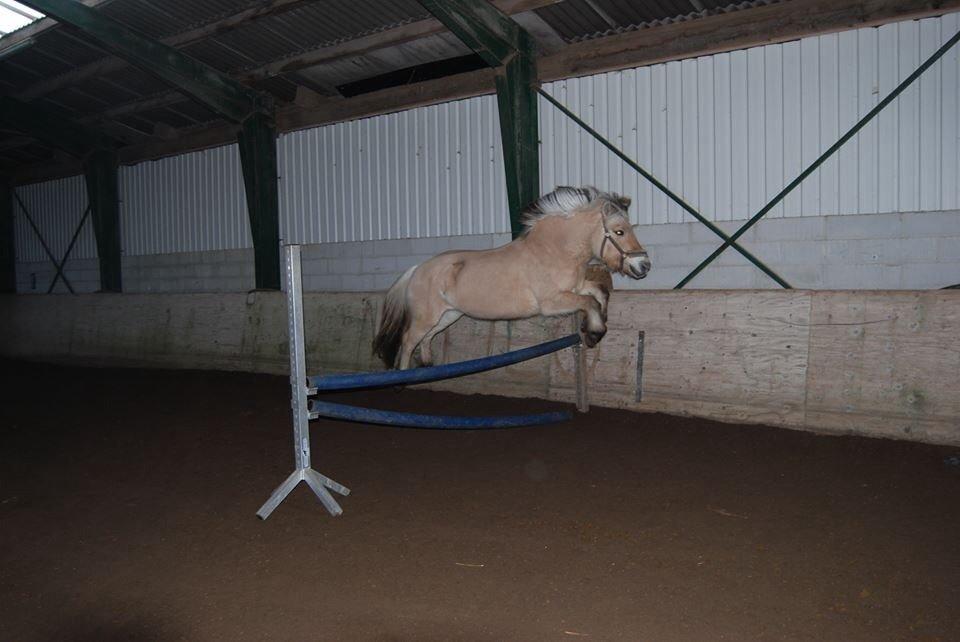 Fjordhest Shadow billede 20