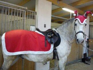 Lipizzaner Maestoso Galya kaldes Silver - dec. 2013 billede 17