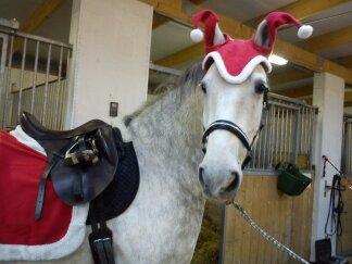 Lipizzaner Maestoso Galya kaldes Silver - dec. 2013 billede 18