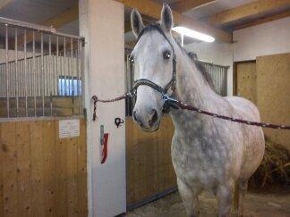 Lipizzaner Maestoso Galya kaldes Silver - ny stald nov. 2013 billede 19