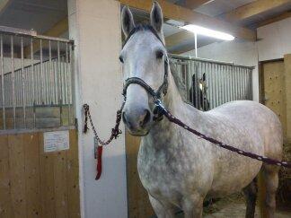 Lipizzaner Maestoso Galya kaldes Silver - nov. 2013 billede 20