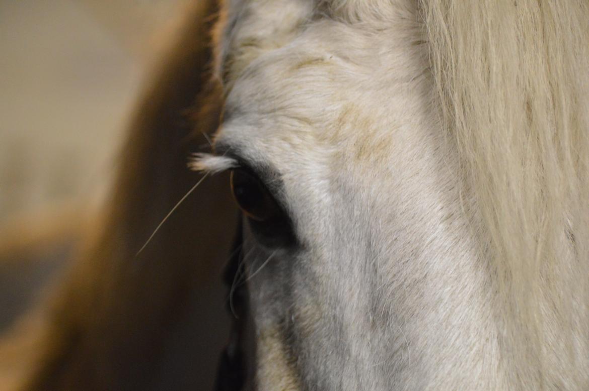 Connemara Asmindrupgårds Lorenzo<3 (passer) - Man siger øjnene er sjælens spejl <3 billede 6