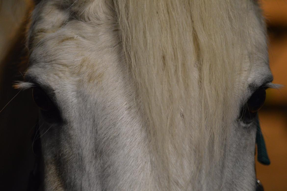 Connemara Asmindrupgårds Lorenzo<3 (passer) - Har lidt forelsket mig i dette billede <3 billede 9