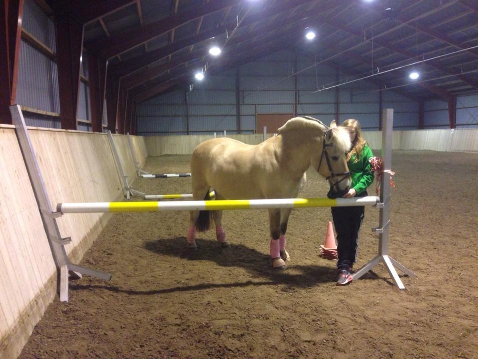 Fjordhest Stella billede 6