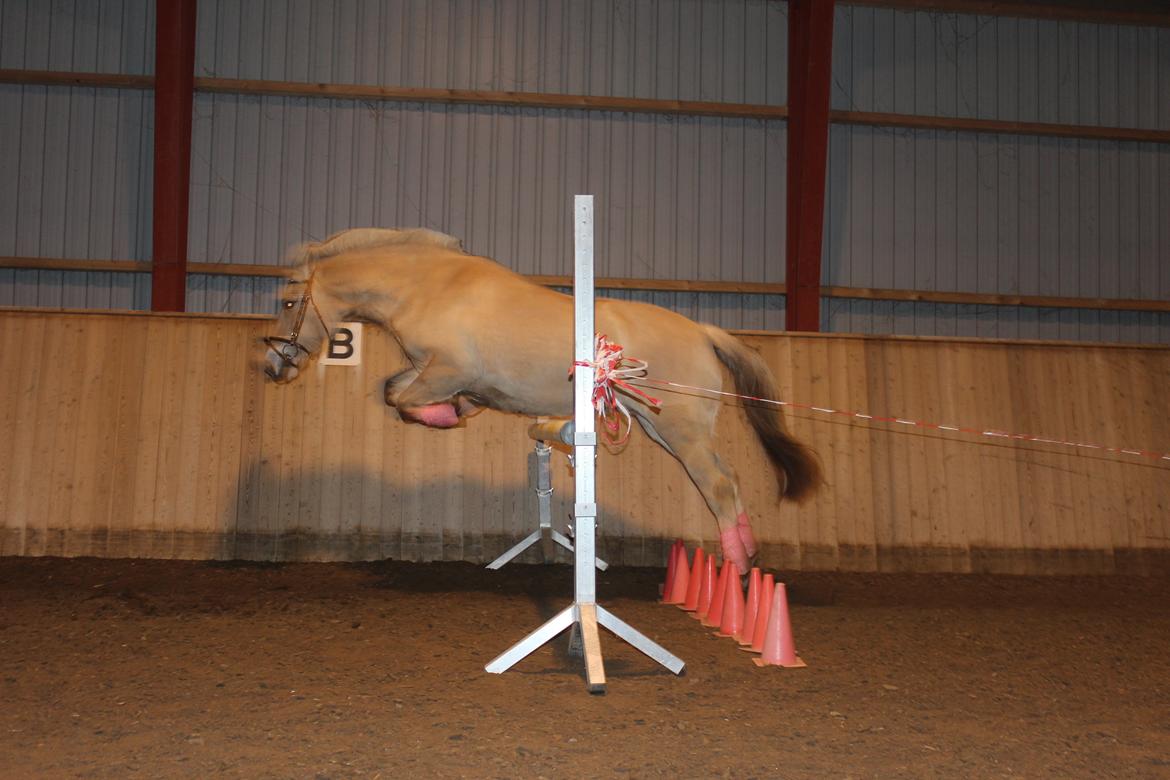 Fjordhest Stella billede 3