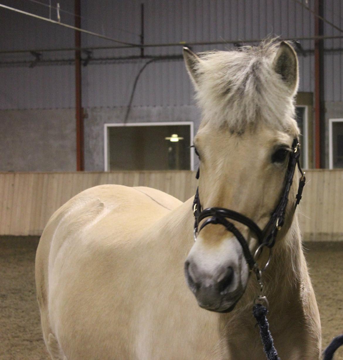 Fjordhest Stella billede 5