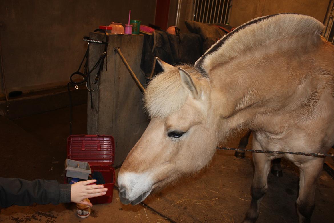 Fjordhest Stella billede 1