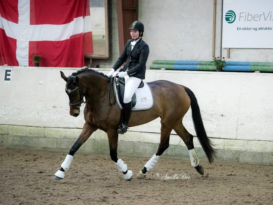 Hollandsk Varmblod Ezione billede 17