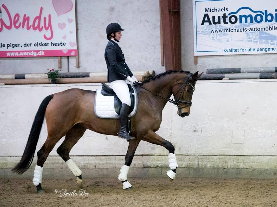 Hollandsk Varmblod Ezione billede 18