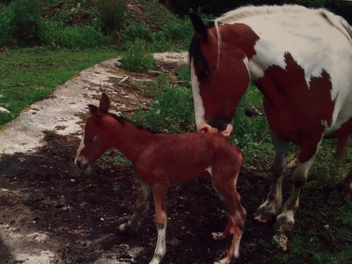Tinker Aasgaard's Mac. O' Connor - Et billede jeg har fået af hans først ejer :) billede 12