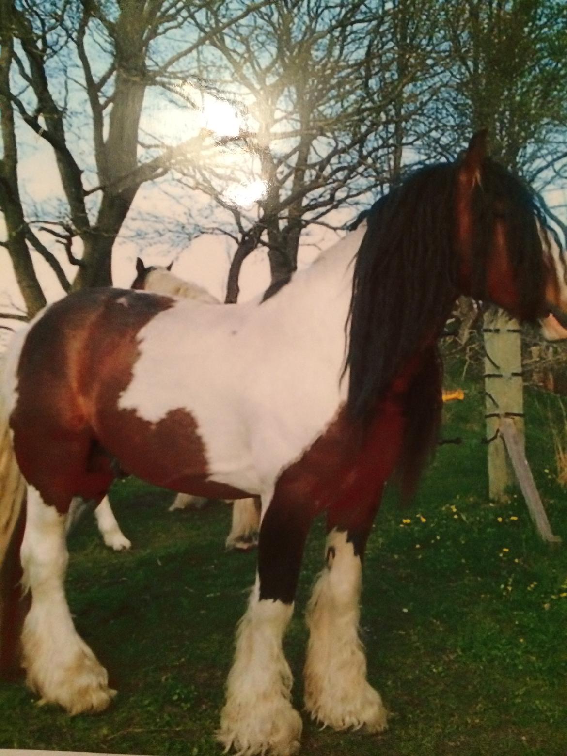 Tinker Aasgaard's Mac. O' Connor - Mac. O' Connor's
flotte farmand Jack billede 13