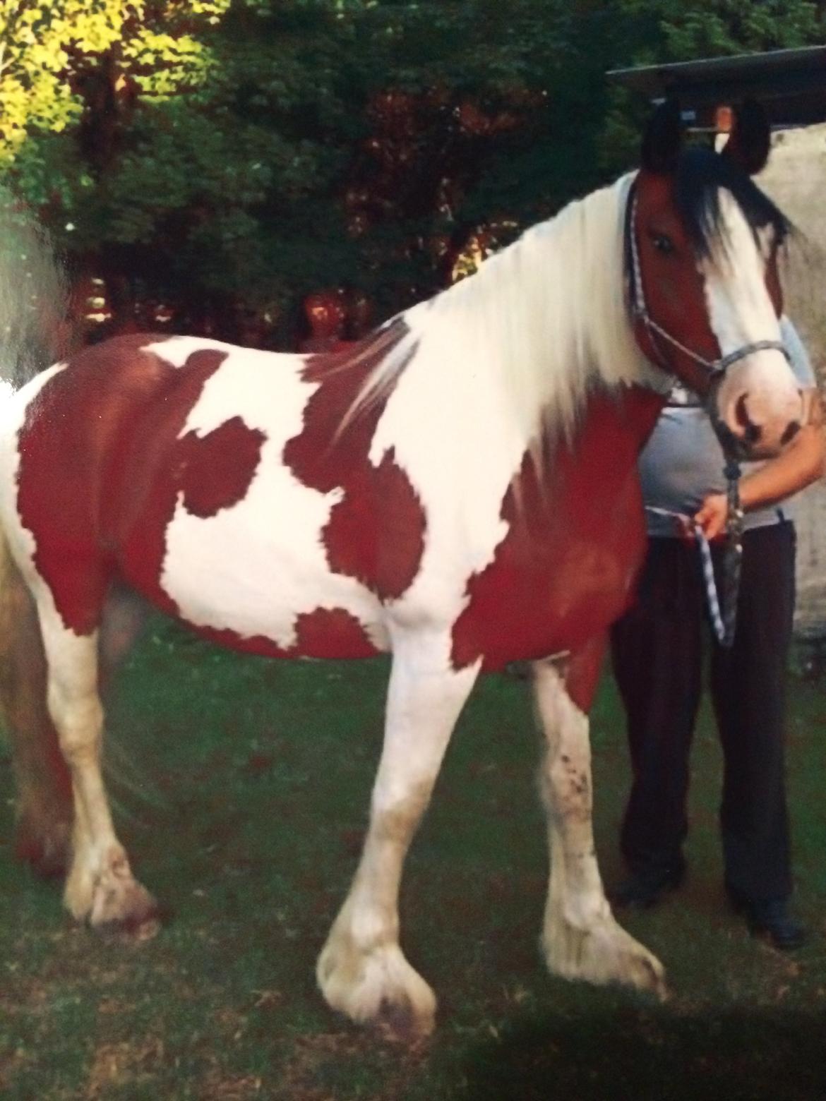 Tinker Aasgaard's Mac. O' Connor - Mac. O' Connor's 
flotte mor. billede 14