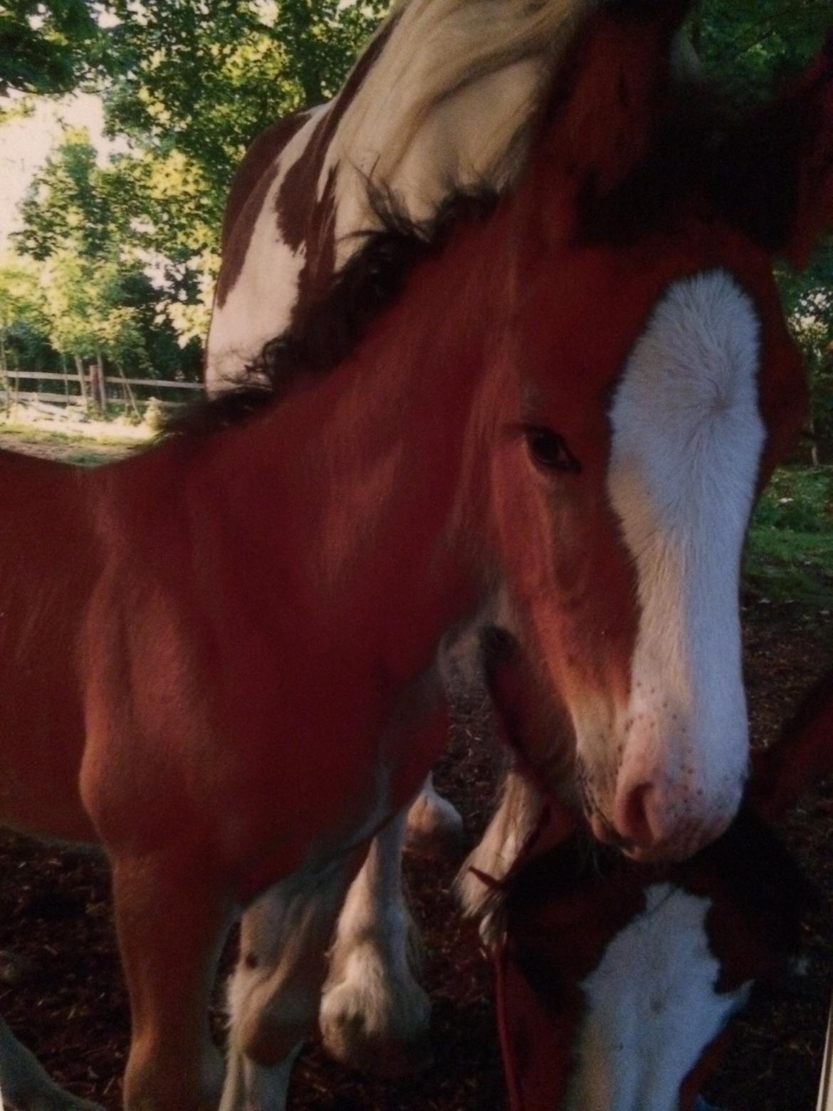 Tinker Aasgaard's Mac. O' Connor billede 15