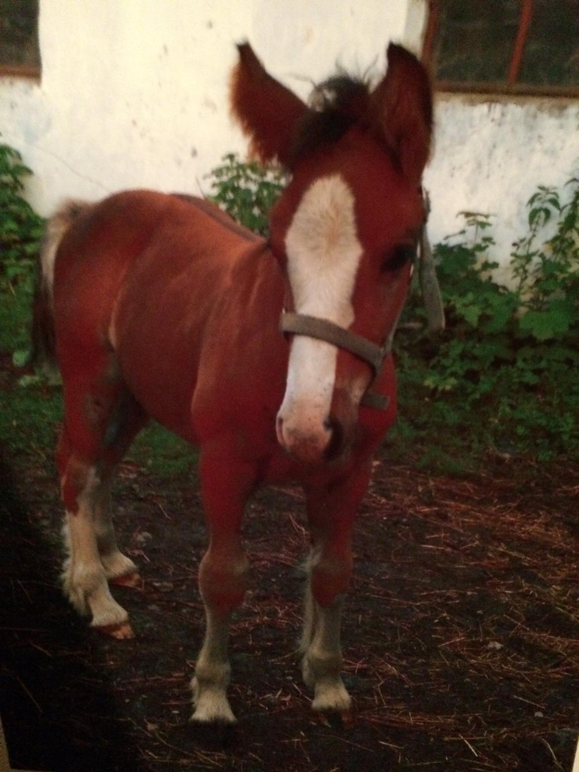 Tinker Aasgaard's Mac. O' Connor billede 16