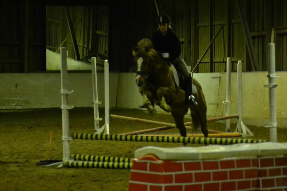 New Forest Horsemosens May Bazar billede 7