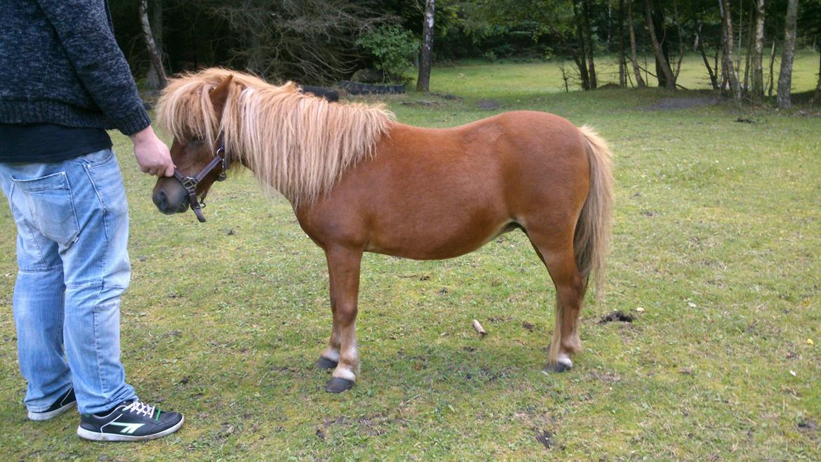 Shetlænder Queenie - Queenie lige ankommet.:-) billede 3