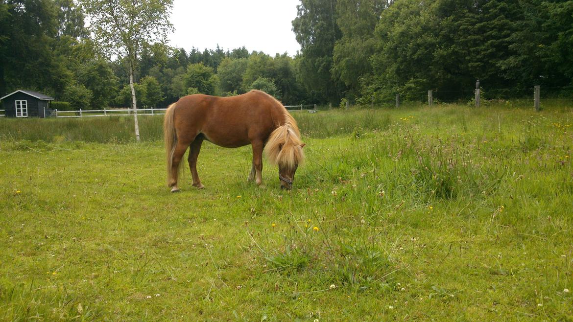 Shetlænder Queenie - Queenie på marken. billede 4