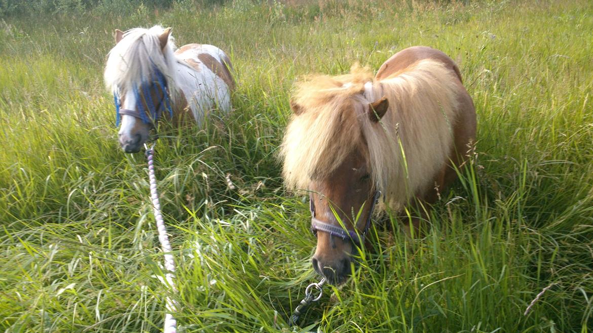 Shetlænder Queenie - Queenie og Trunte på gåtur.:-) billede 8