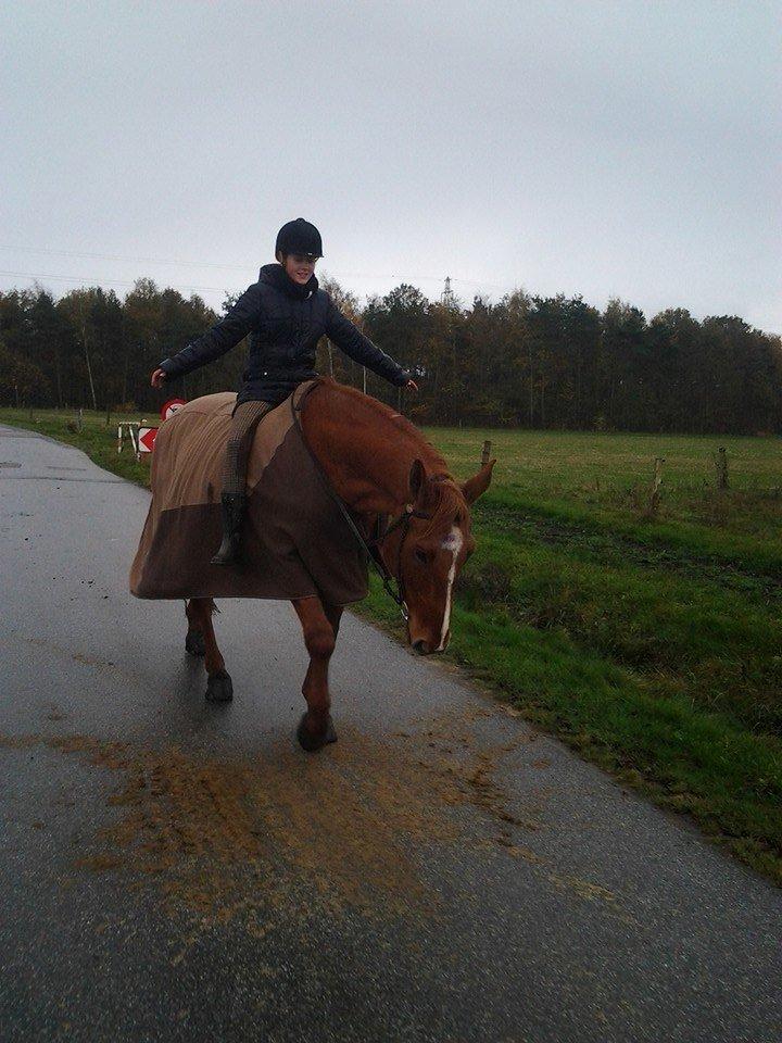 Dansk Varmblod Ullerups Indy †R.I.P † - sidste ridetur på dig det er ufatteligt at du ikke er her mere savner dig så meget at der ikke findes ord på det <3<3<3<3<3 :'( billede 11