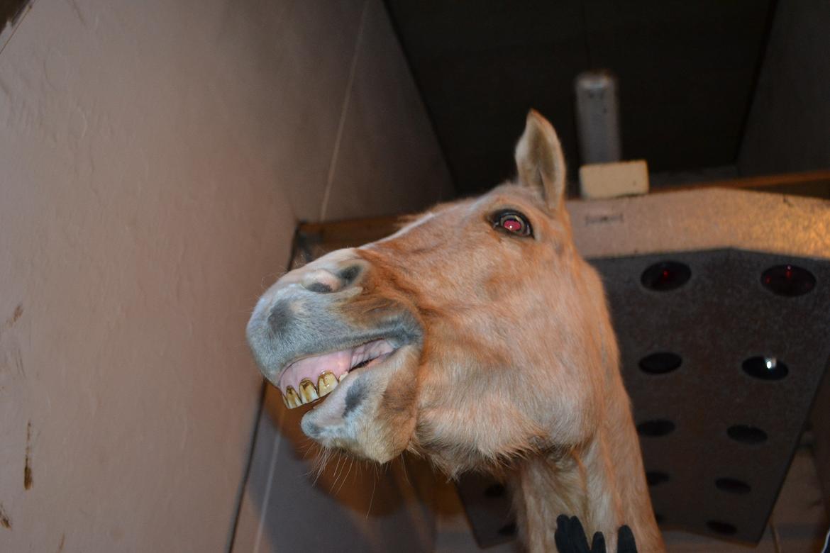 Anden særlig race GOLDEN DANCER (Lille Mus) billede 11