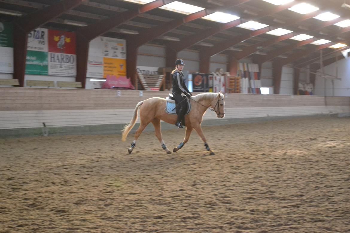 Anden særlig race GOLDEN DANCER (Lille Mus) billede 20