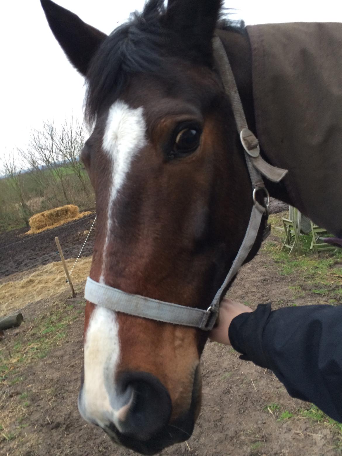 Traver Nok`en svimmel billede 10