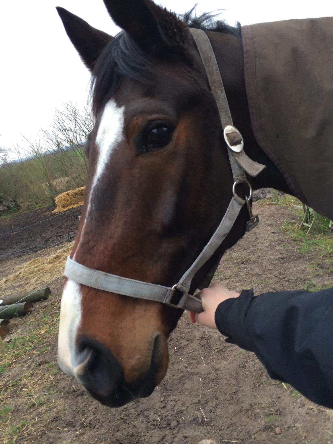 Traver Nok`en svimmel billede 11