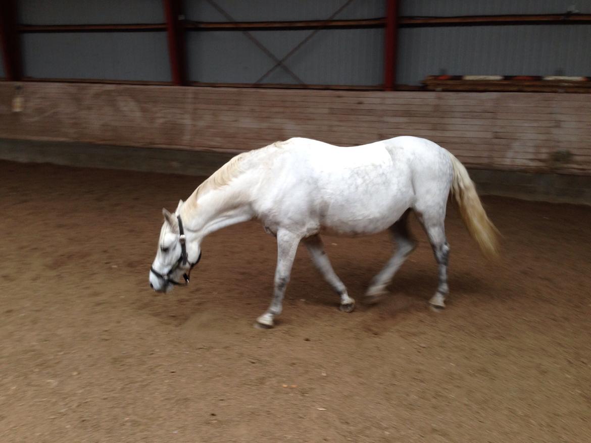 Welsh Pony (sec B) Bakkegaardens Oliver billede 30