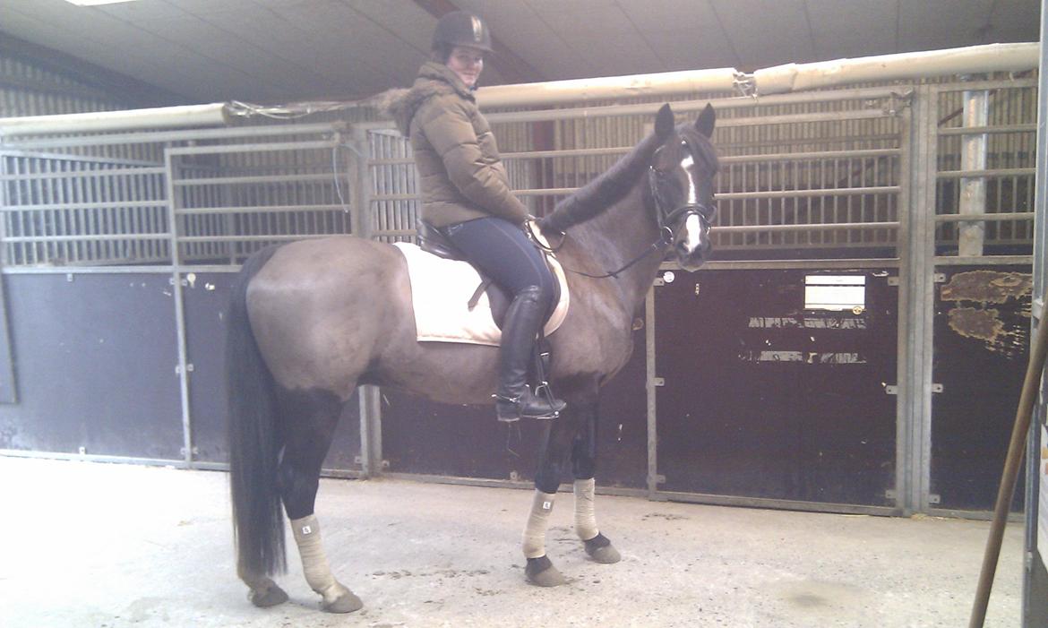 Anden særlig race Armani billede 11