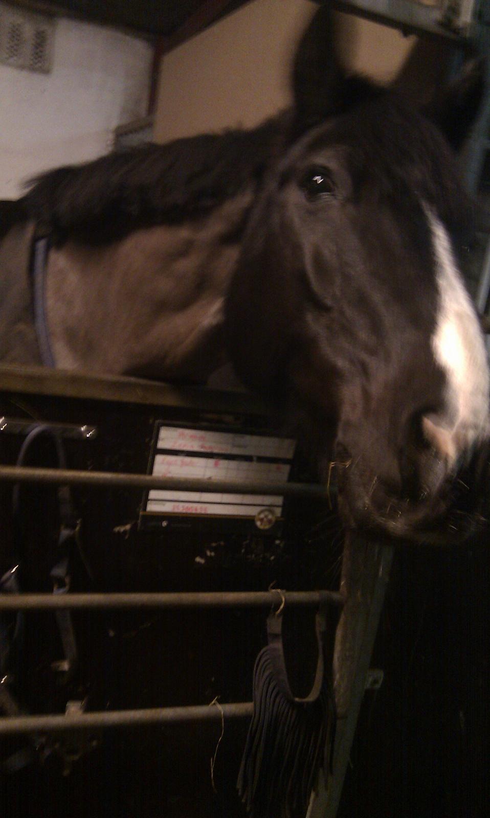 Anden særlig race Armani - Armani lige efter han er blevet klippet. billede 12