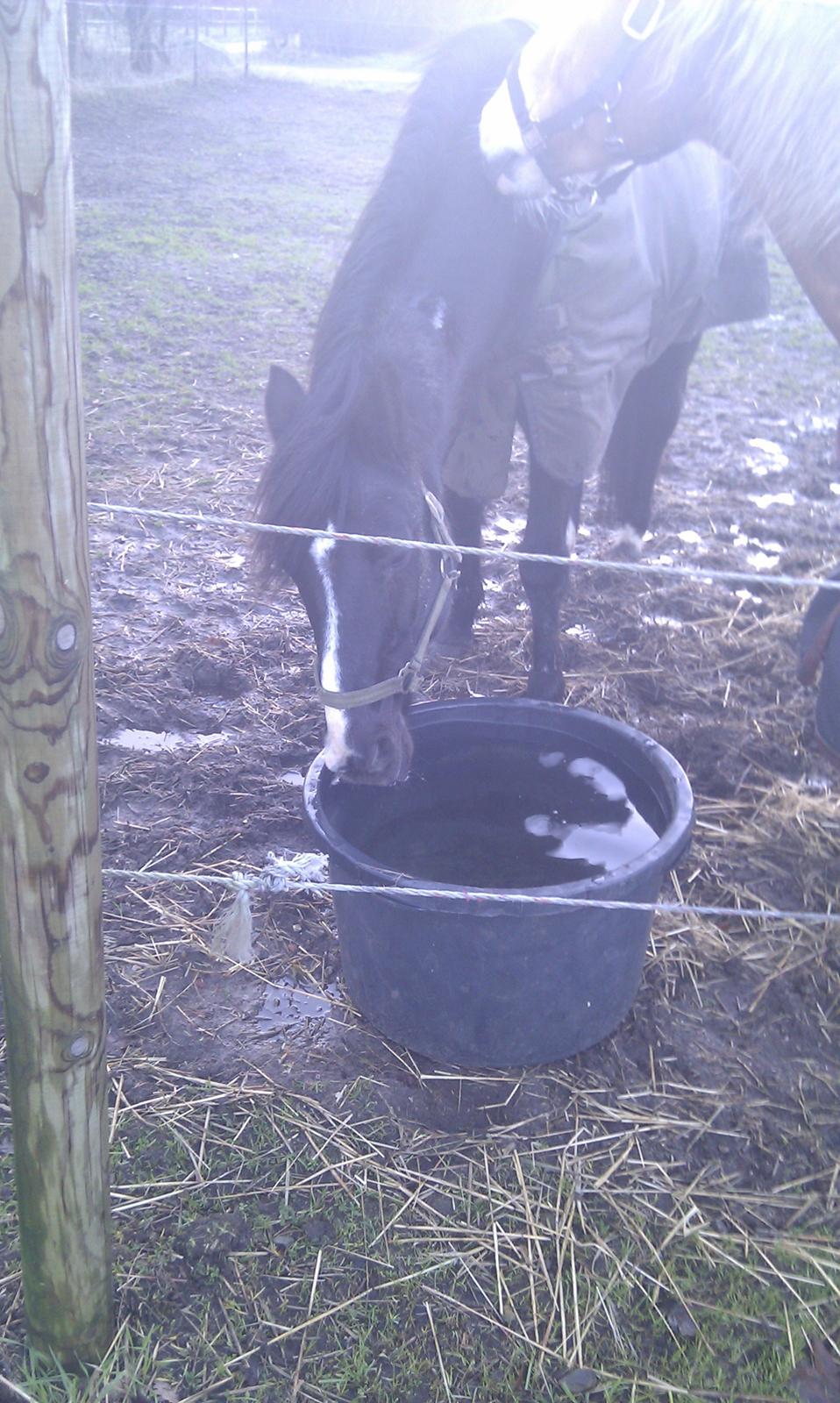 Anden særlig race Armani billede 13