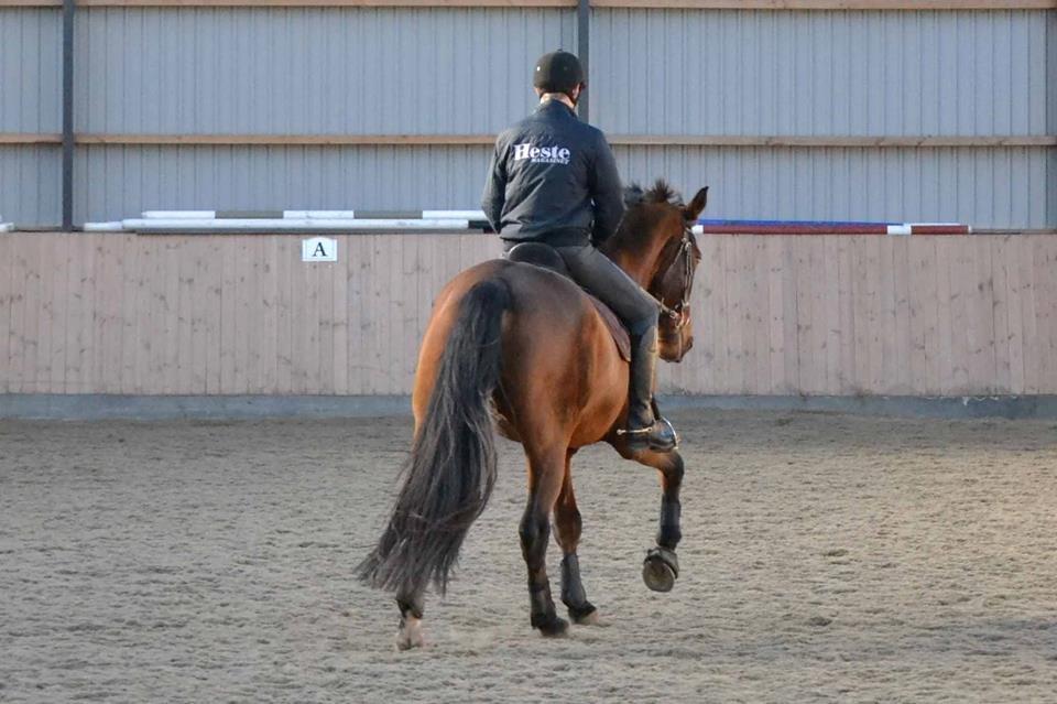Dansk Varmblod Gørklintgårds Donau - Fantastisk hest, som vandt os Guld til NORDISK! billede 9